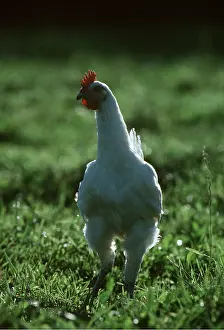 Chickens: BRESSE CHICKEN