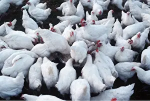 Chickens: Bresse CHICKEN - Domestic