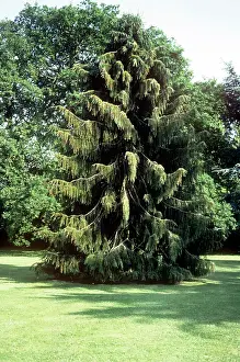 Brewer: Brewer SPRUCE