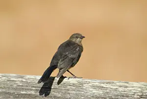 Reyes: Brewer's blackbird