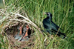 Brewer: Brewer's Blackbird - adult feeding young at nest