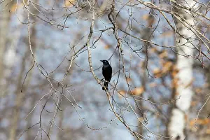 Nothern: Brewer's Blackbird on a limb