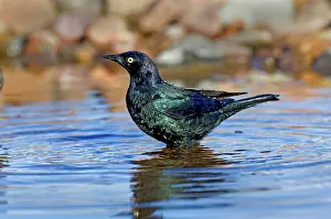 Icteridae: Brewer's Blackbird in water