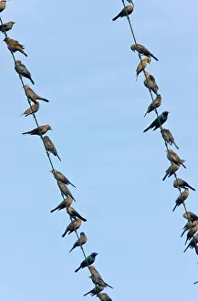 Brewer: Brewer's Blackbirds - mainly immatures gathered