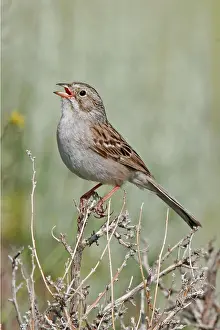 Brewer: Brewer's Sparrow