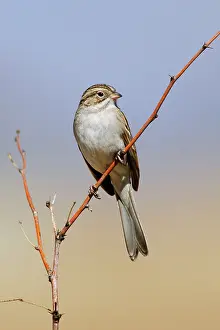 Spizella: Brewer's Sparrow