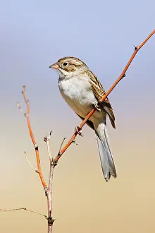 Spizella: Brewer's Sparrow