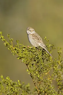 Spizella: Brewer's Sparrow (S. breweri)