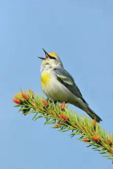 Brewster: Brewster's Warbler