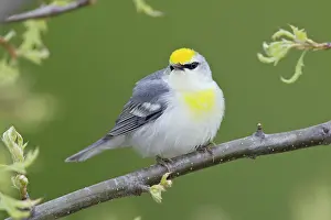 Brewster: Brewster's Warbler