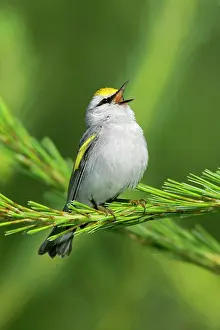 Brewster: Brewster's Warbler