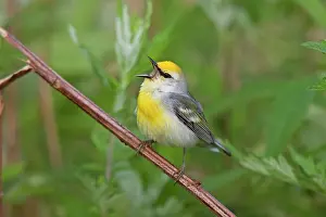 Brewster: Brewster's Warbler - hybrid between Blue-winged