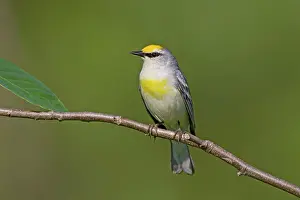 Brewster: Brewster's Warbler - hybrid between Blue-winged