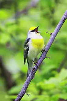 Brewster: Brewster's Warbler - Hybrid between Blue-winged