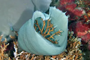 Sponges: Briar Coral (Anacropora sp) growing inside Sponge