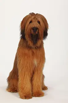 Briard: Briard, 1 year, Berger de Brie, sitting, view into