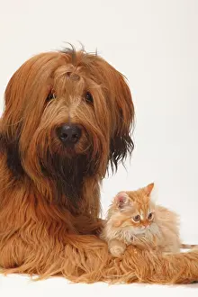 Briard: Briard or Berger de Brie, 1 year, and domestic cat
