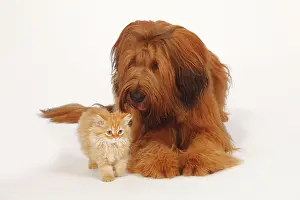 Chair: Briard, Berger de Brie, 1 year, and domestic cat