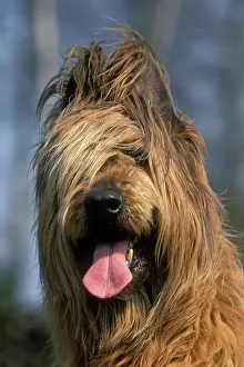Briard: Briard / Berger de Brie DOG