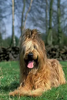 Briard: Briard / Berger de Brie DOG - lying down