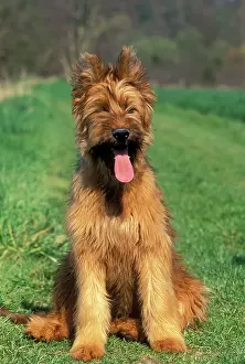 Briard: Briard / Berger de Brie DOG - Puppy sitting down