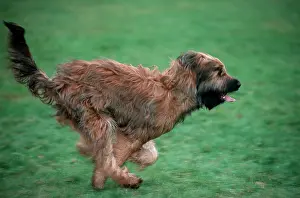 Briard: Briard / Berger de Brie DOG - running at high speed
