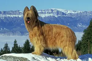 Briard: Briard / Berger de Brie DOG - in snow. Mountains