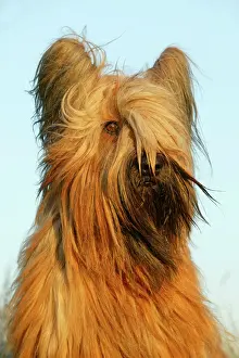 Briard: Briard DOG - close-up