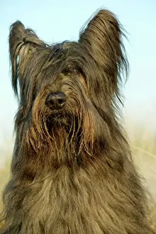 Briard: Briard Dog - close-up