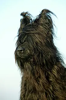 Briard: Briard Dog - close-up