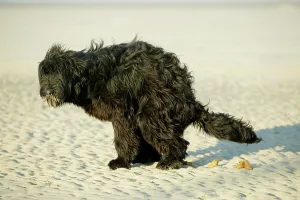 Faeces: Briard Dog - Defacating on the beach