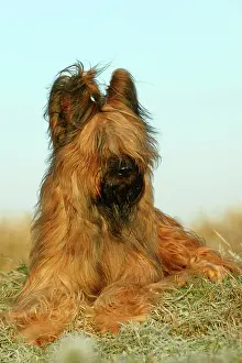 Briard: Briard Dog - lying