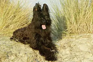 Briard: Briard Dog - lying on beach