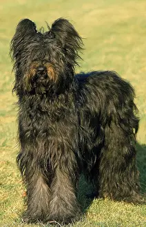 Briard: Briard Dog, Old Standard Breed with Cut Ears