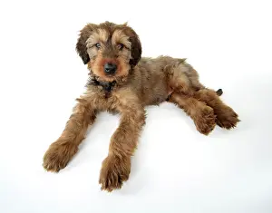 Brie: Briard Dog - puppy