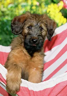 Briard: Briard Dog - puppy in hammock