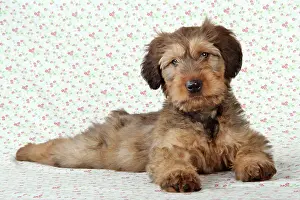 Briards: Briard Dog - puppy lying down with flower background