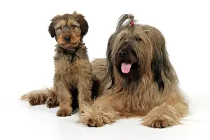 Brie: Briard Dog - puppy with parent