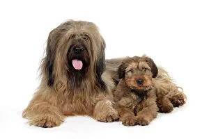 Brie: Briard Dog - puppy with parent