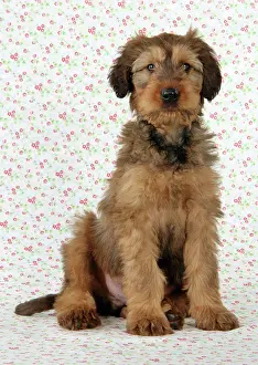 Briard: Briard Dog - puppy sitting with flower background