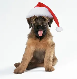Briard: Briard Dog - Puppy wearing Christmas hat