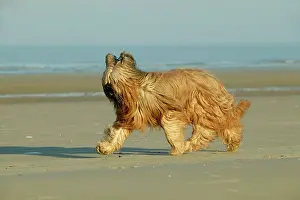 Briard: Briard Dog - running on beach