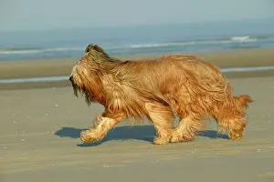 Briard: Briard Dog - running on beach