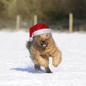 161118: Briard Dog running through the snow wearing a Christmas hat