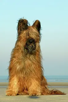 Briard: Briard Dog - sitting on beach