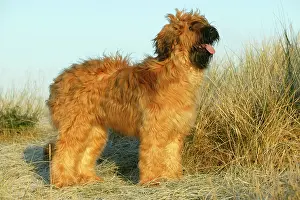 Briard: Briard Dog - standing