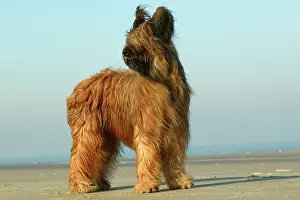 Briard: Briard Dog - standing on beach