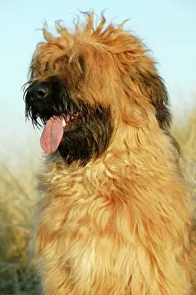 Briard: Briard Dog - with tongue sticking out