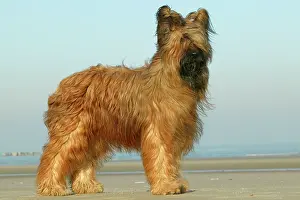 Briard: Briard Dog - side view, standing on beach