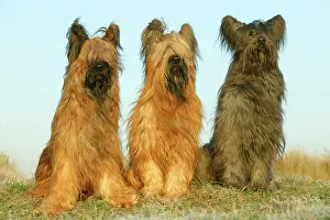 Briard: Briard Dogs - three in a row